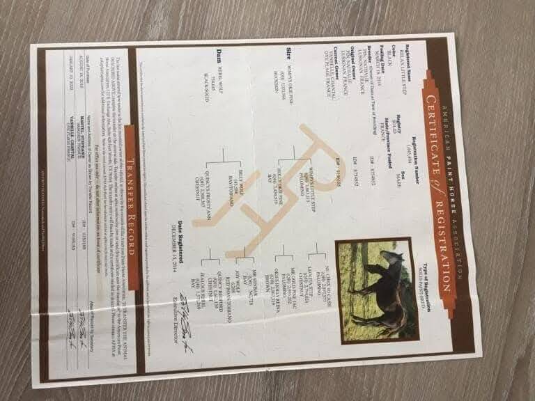 Relax pp paint horse