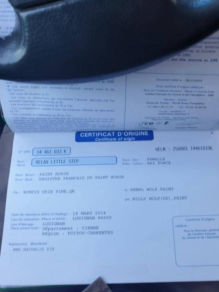 Relax pp paint horse