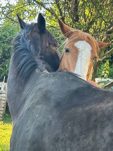 DONNE CHEVAL CONTRE BONS SOINS