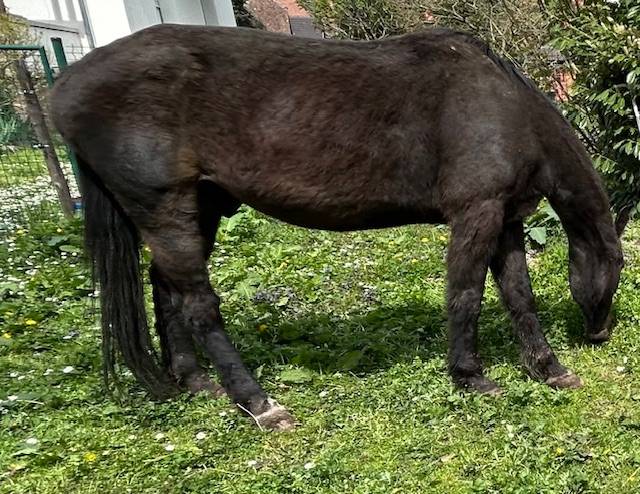 DONNE CHEVAL CONTRE BONS SOINS