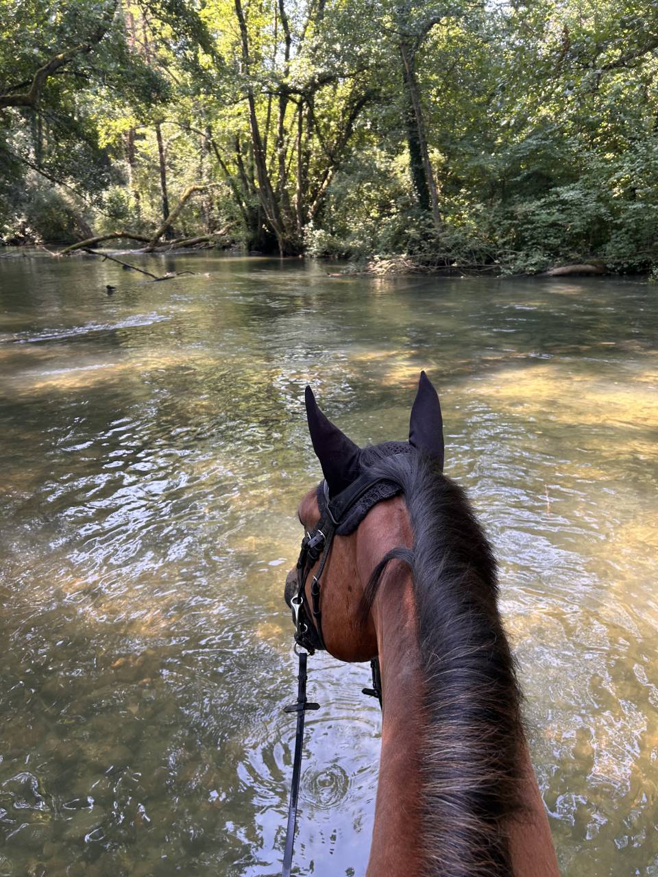 Cheval attachant et gentil &agrave; replacer pour nouvelle vie