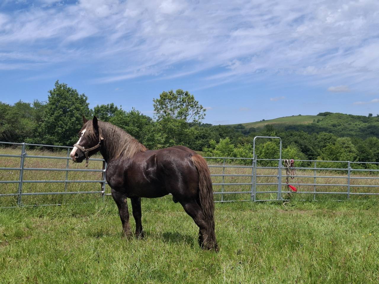 Etalon Breton gentil 