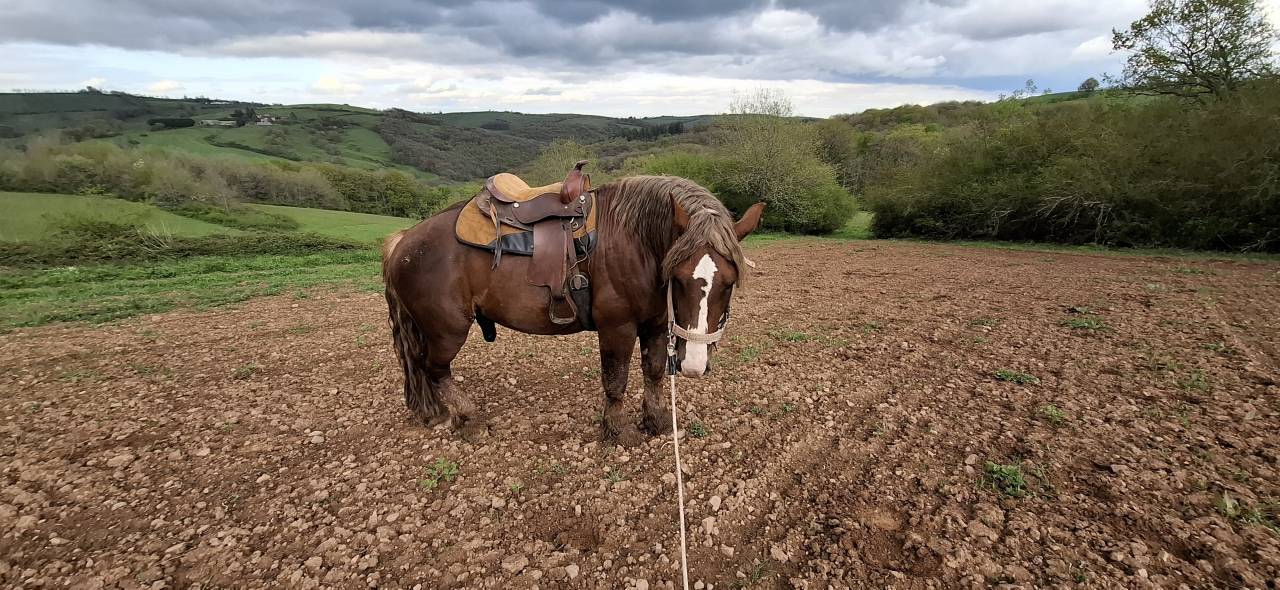 Etalon Breton gentil 