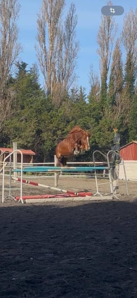 &Agrave; vendre PFS de 7 ans 