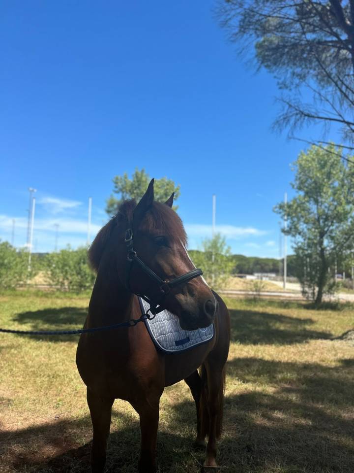 &Agrave; vendre PFS de 7 ans 