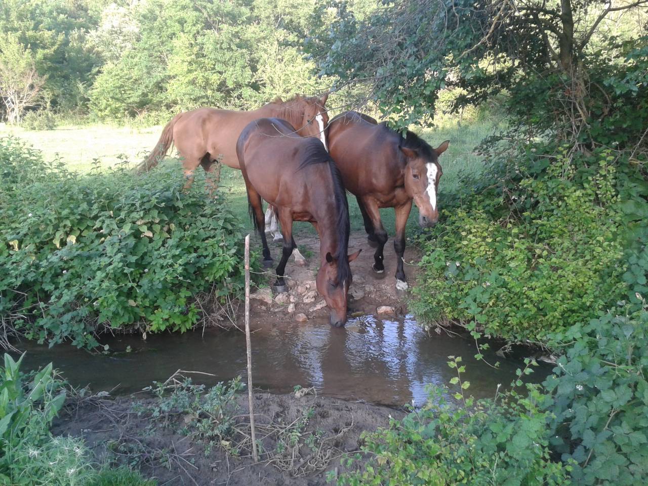 Pension cheval retraite sur 10 ha dans le var