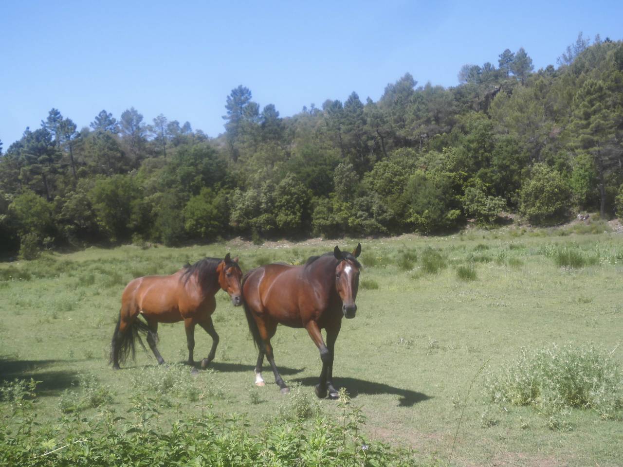 Pension cheval retraite sur 10 ha dans le var