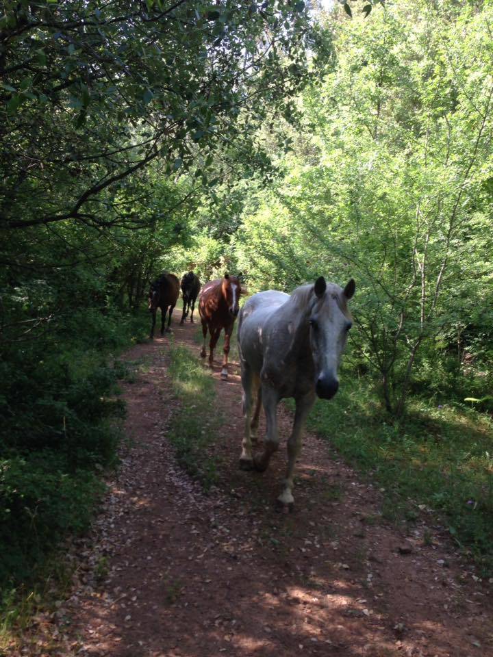 Pension cheval retraite sur 10 ha dans le var