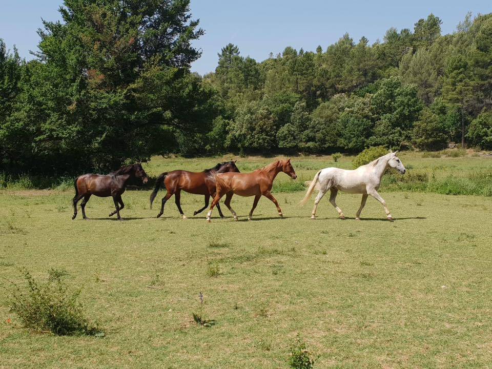 Pension cheval retraite sur 10 ha dans le var