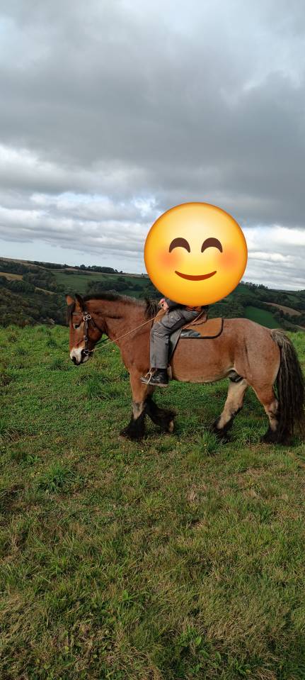 Hongre trait 17 ans grand ardennais