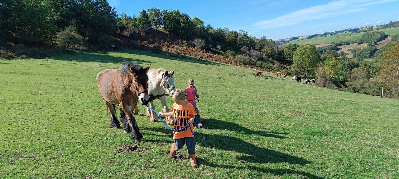 Hongre trait 17 ans grand ardennais