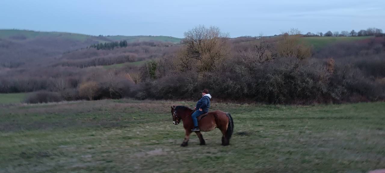 Hongre trait 17 ans grand ardennais