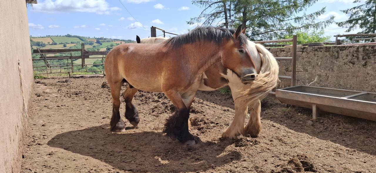 Hongre trait 17 ans grand ardennais