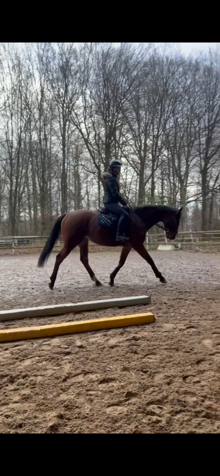 hongre 4ans 170cm calme 