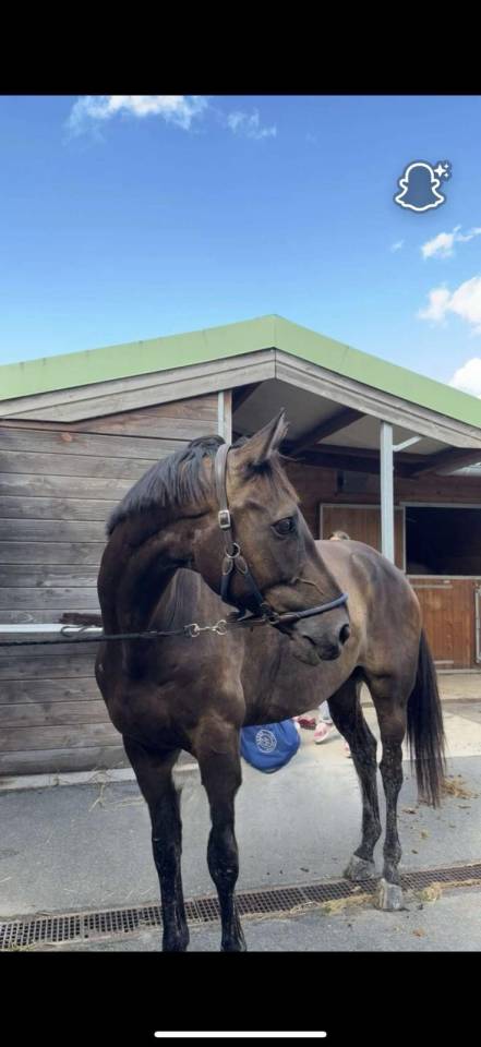 Magnifique selle fran&ccedil;ais 7 ans, beau potentiel CSO !