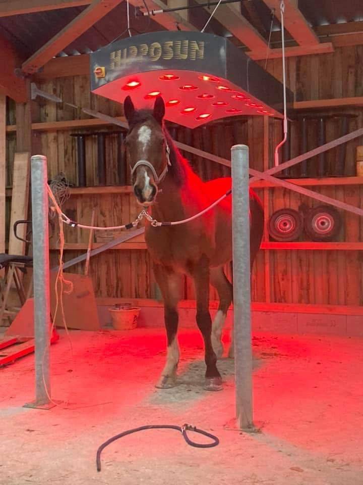 Haras des Blanpins pr&eacute; box 7j/7