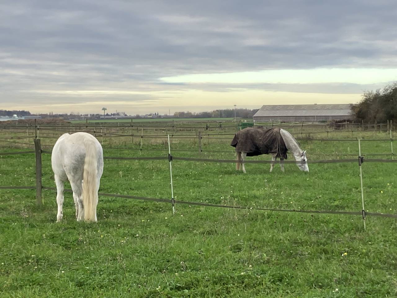 Haras des Blanpins pr&eacute; box 7j/7