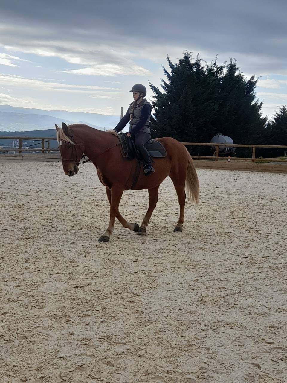 Jument franche montagne 