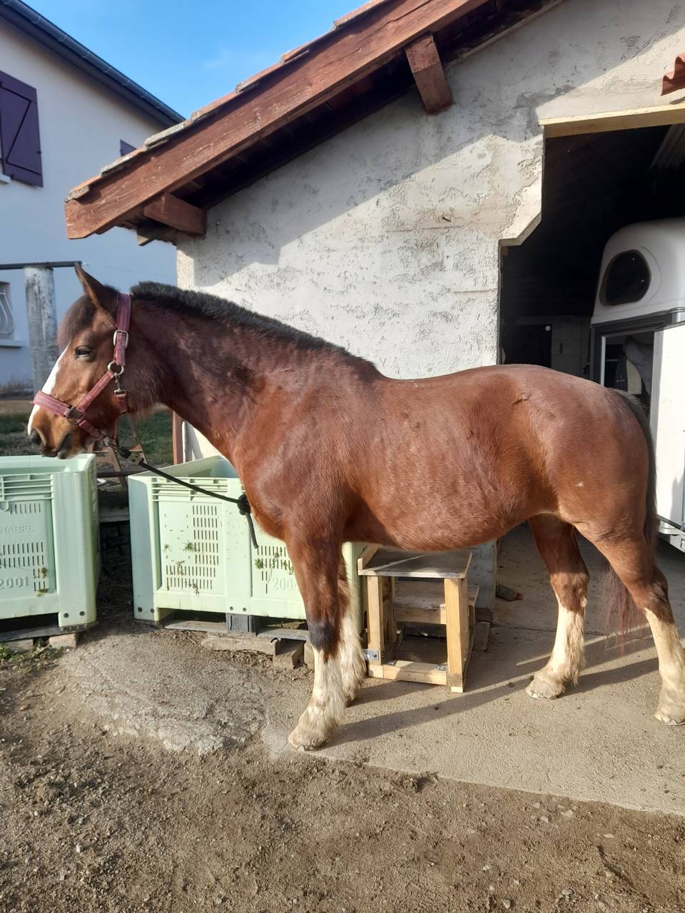 Jument franche montagne 