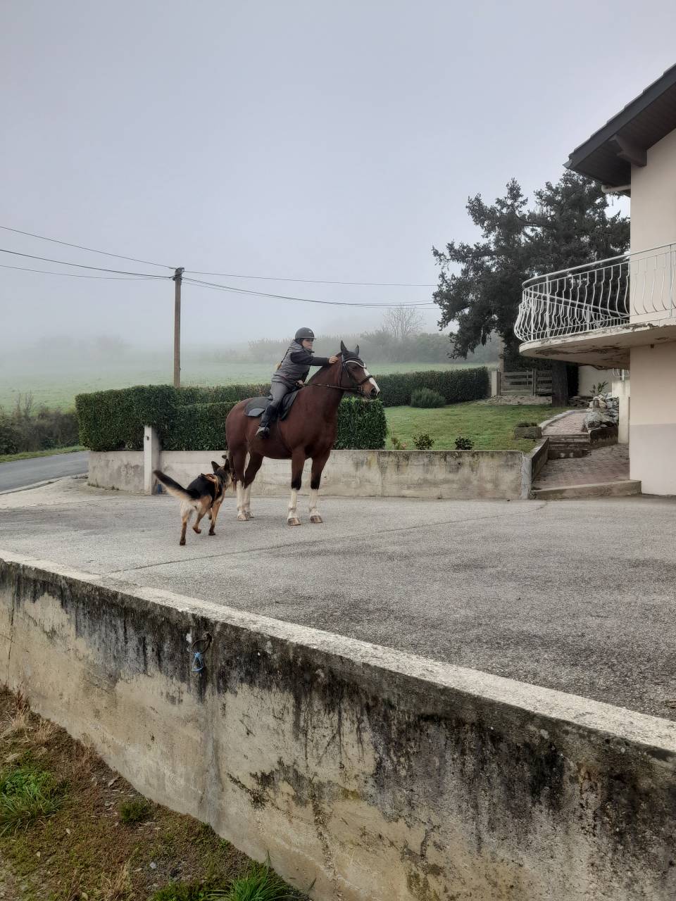 Jument franche montagne 