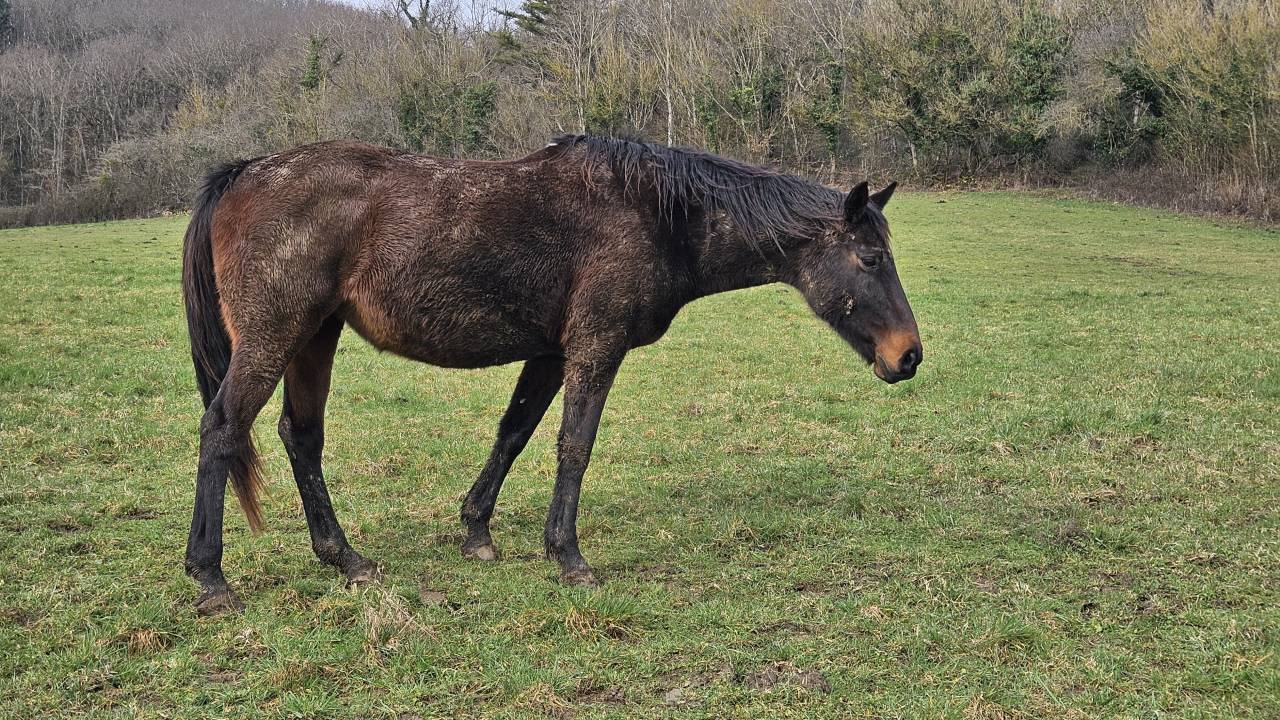 Poulini&egrave;re SF &agrave; terme pour mai 
