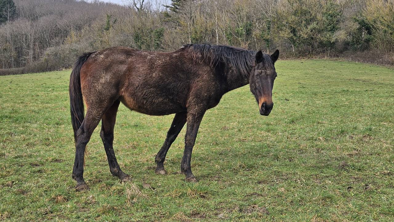 Poulini&egrave;re SF &agrave; terme pour mai 