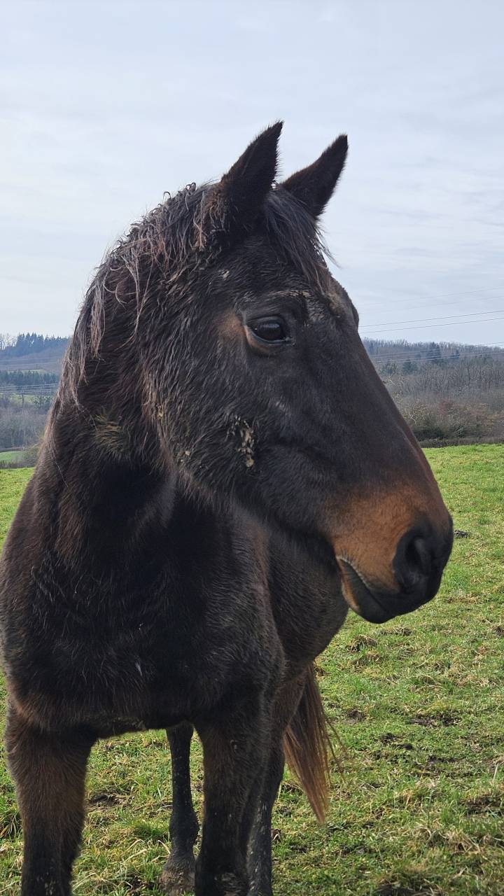 Poulini&egrave;re SF &agrave; terme pour mai 