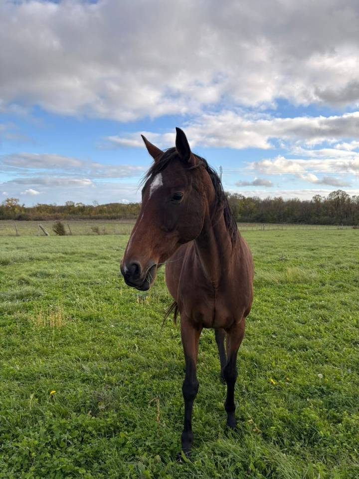 Poulini&egrave;re AQPS pleine