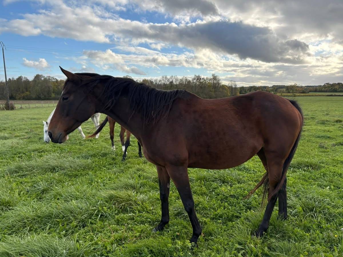 Poulini&egrave;re AQPS pleine