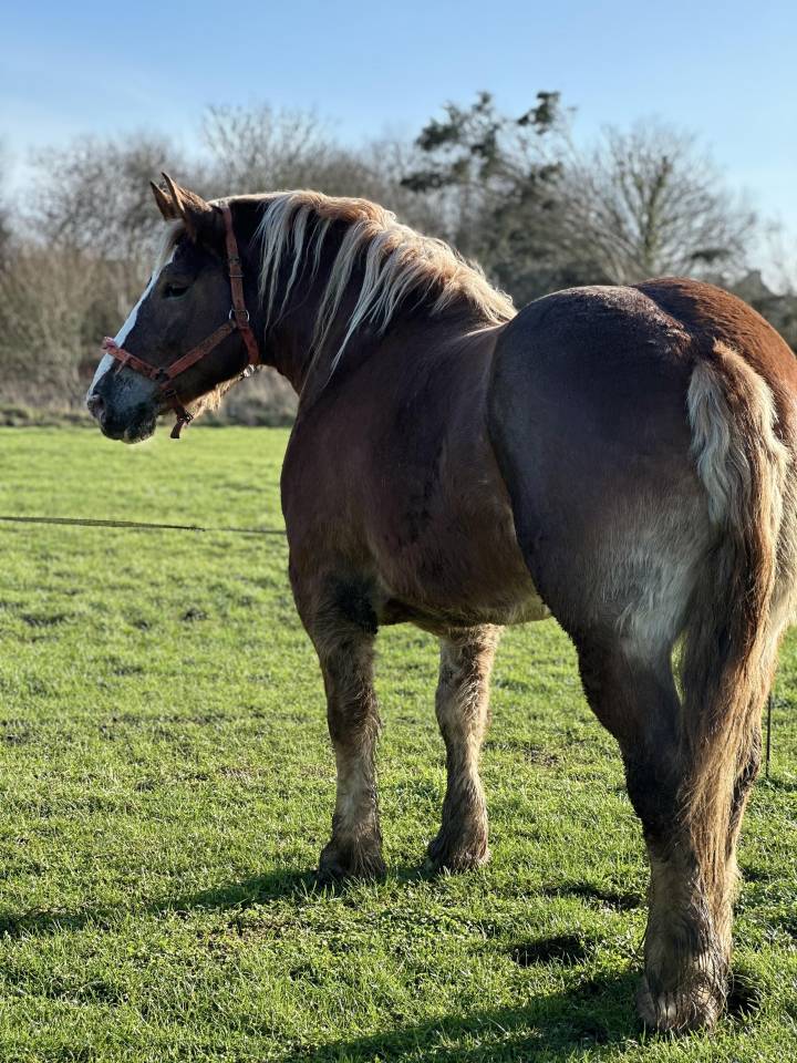 Jument de trait 6 ans 