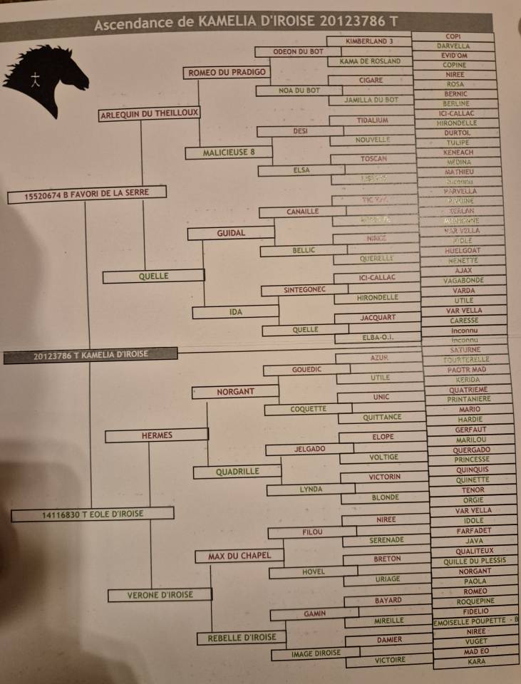 Jument de trait 6 ans 