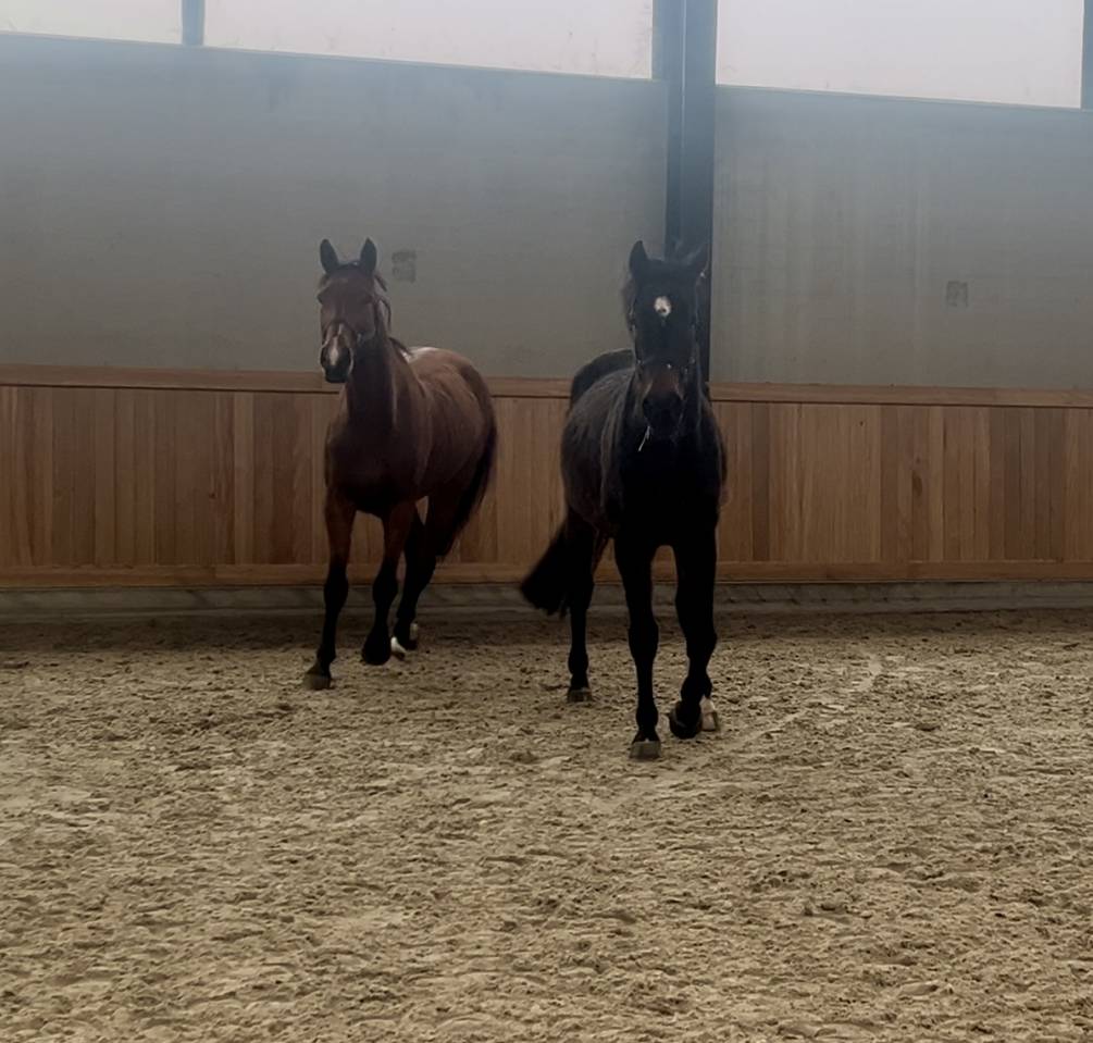 Jument id&eacute;al pour l&rsquo;&eacute;levage!