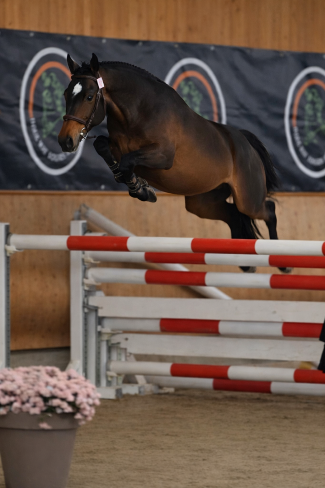 PFS m&acirc;le 4 ans 