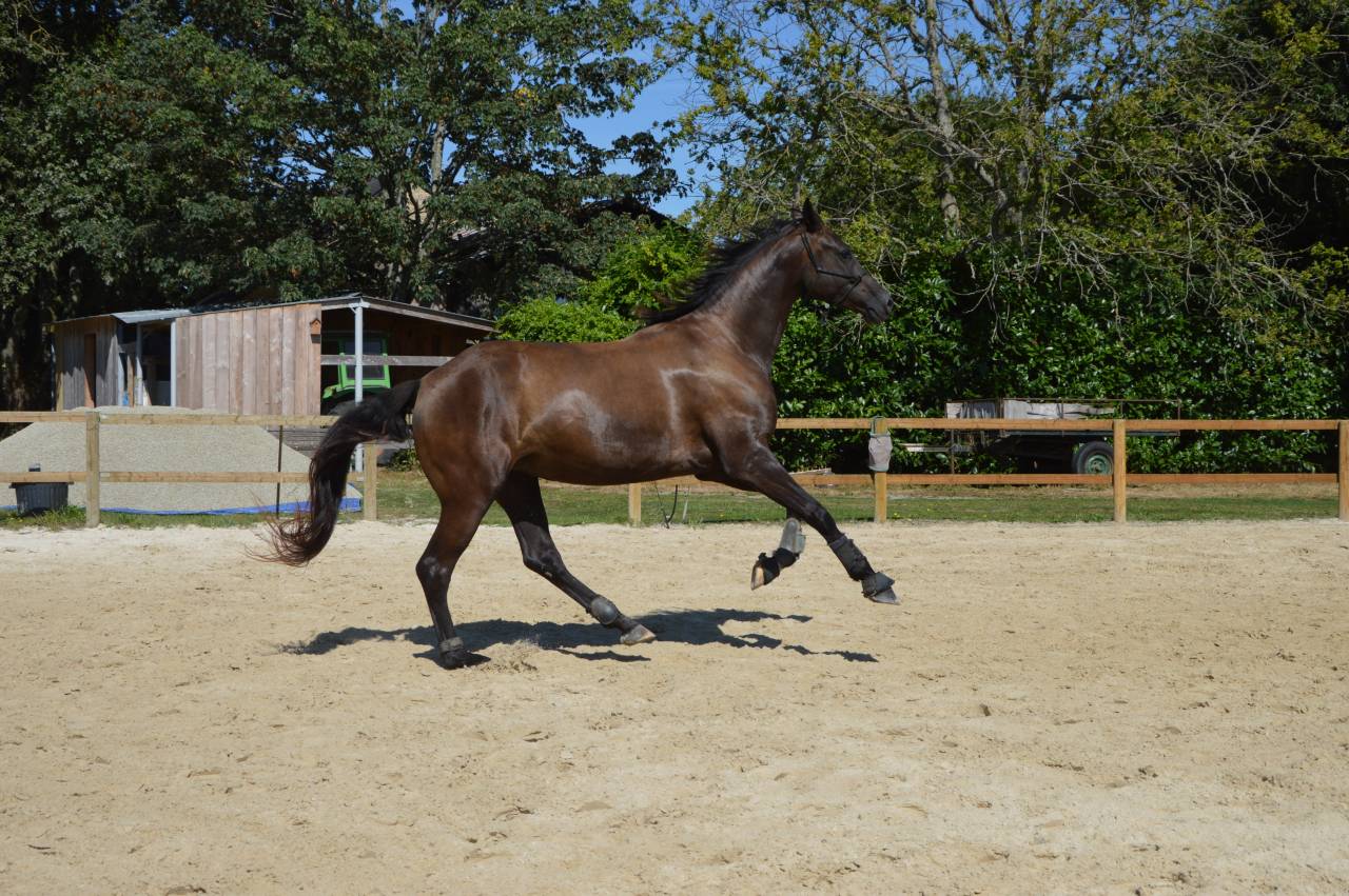 Jument orientation dressage / Poulini&egrave;re 