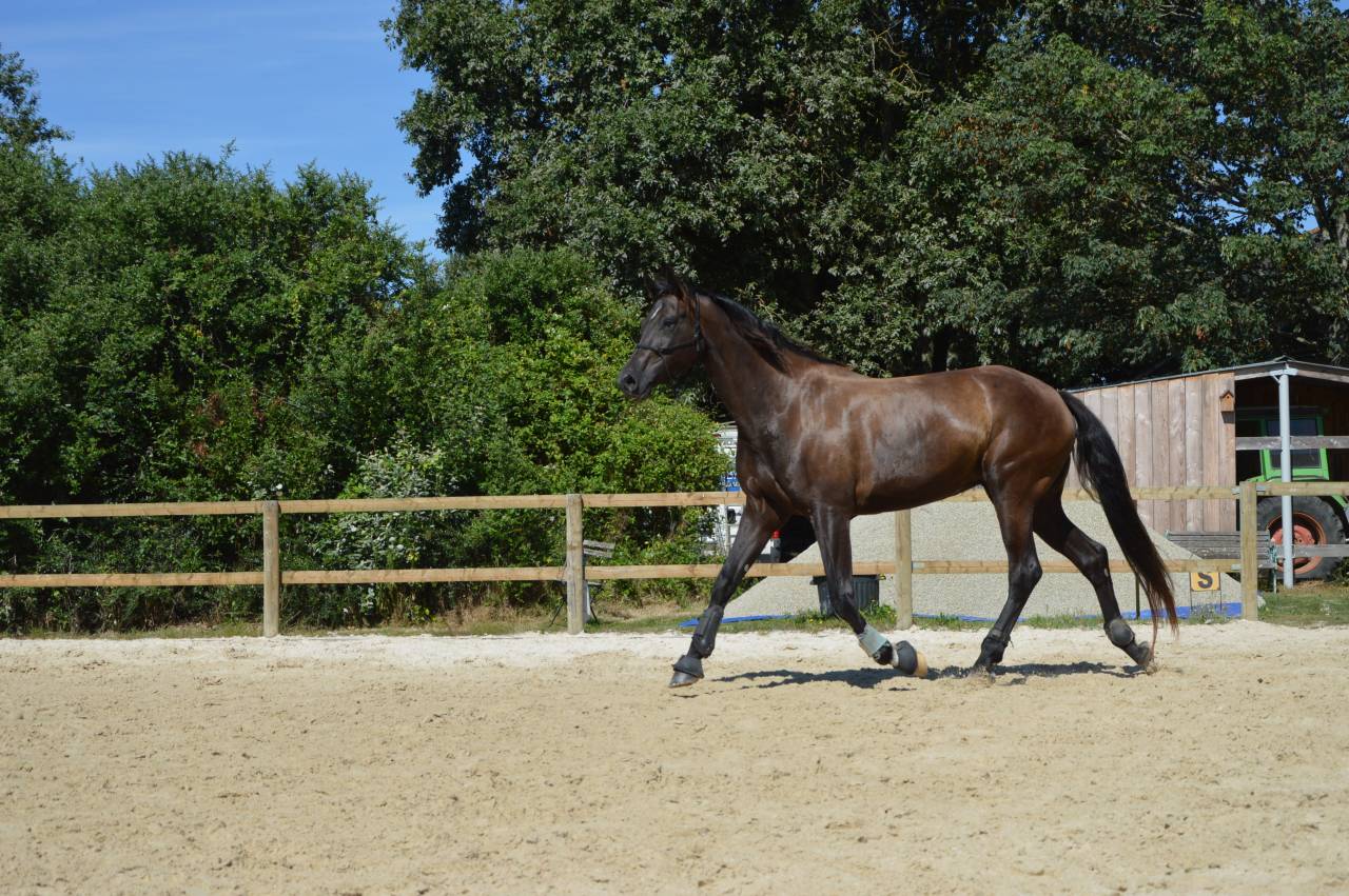 Jument orientation dressage / Poulini&egrave;re 