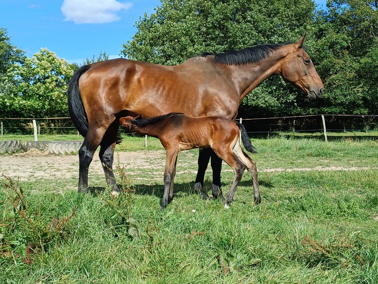Poulini&egrave;re SFO