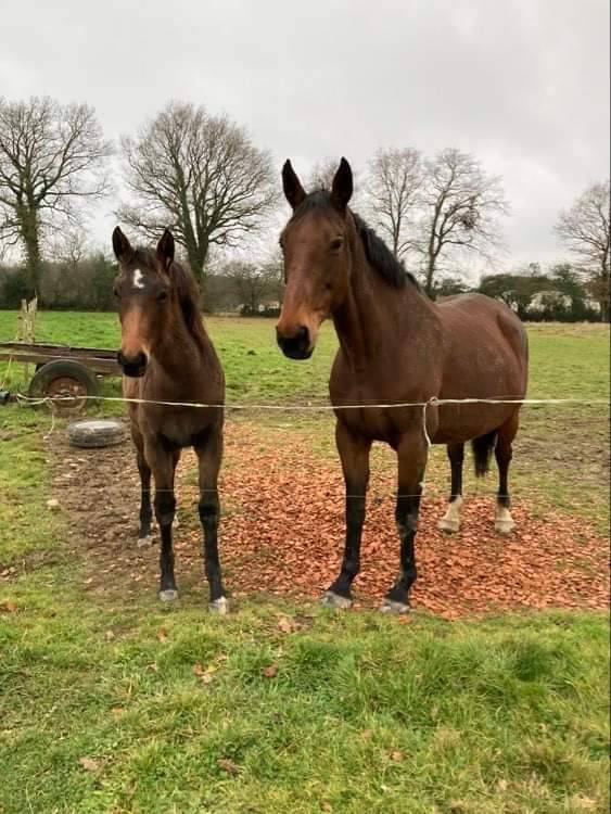 Poulini&egrave;re SFO