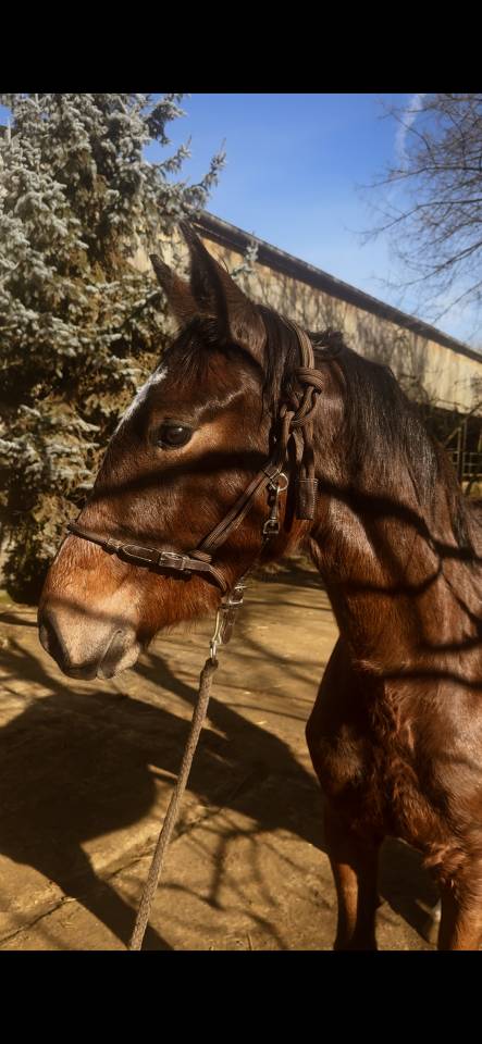 Pouliche excellentes origines