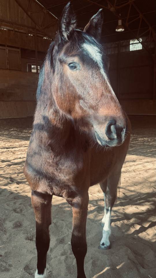 Pouliche excellentes origines