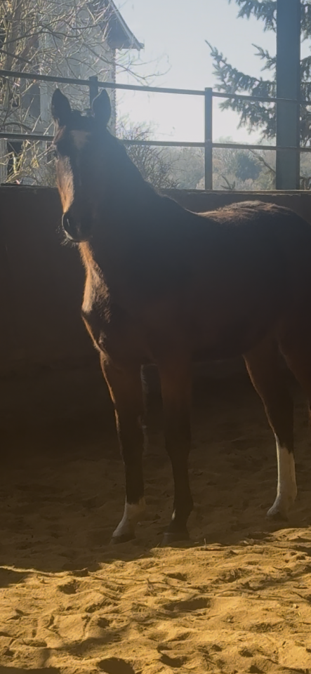 Pouliche excellentes origines