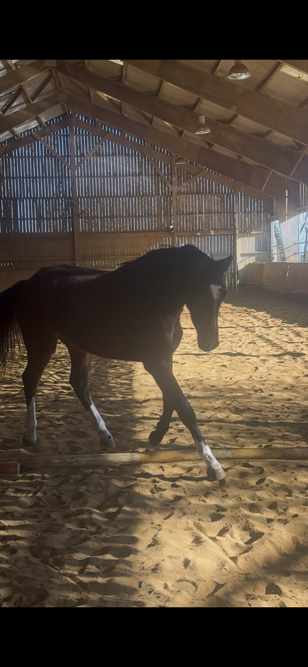 Pouliche excellentes origines