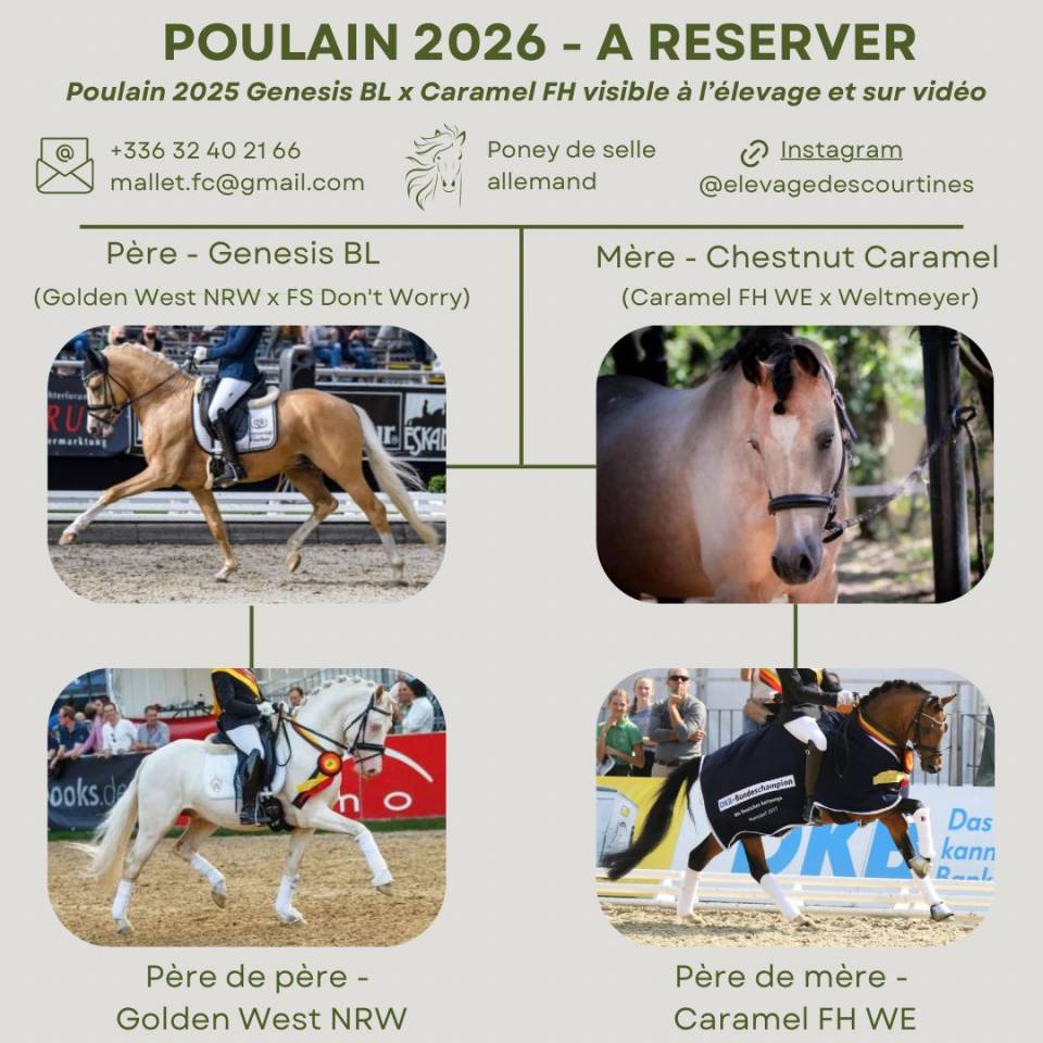 A r&eacute;server poulain 2026 origines allemandes