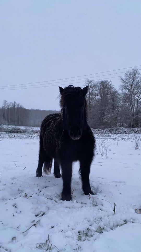 Ponette noire, n&eacute;e le 10 mai 2010