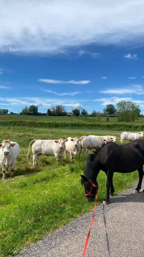 Ponette noire, n&eacute;e le 10 mai 2010