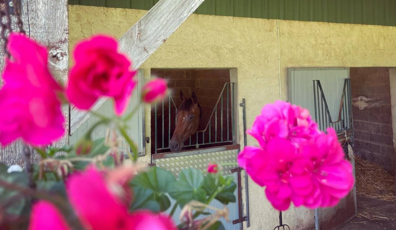 Pension chevaux propri&eacute;taire pr&egrave;s de Rennes (Betton) 