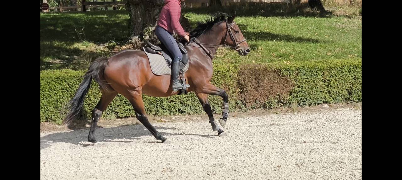 Iligan - jument SFO 8 ans