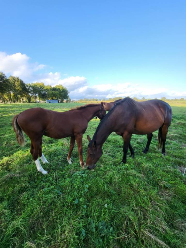 Iligan - jument SFO 8 ans