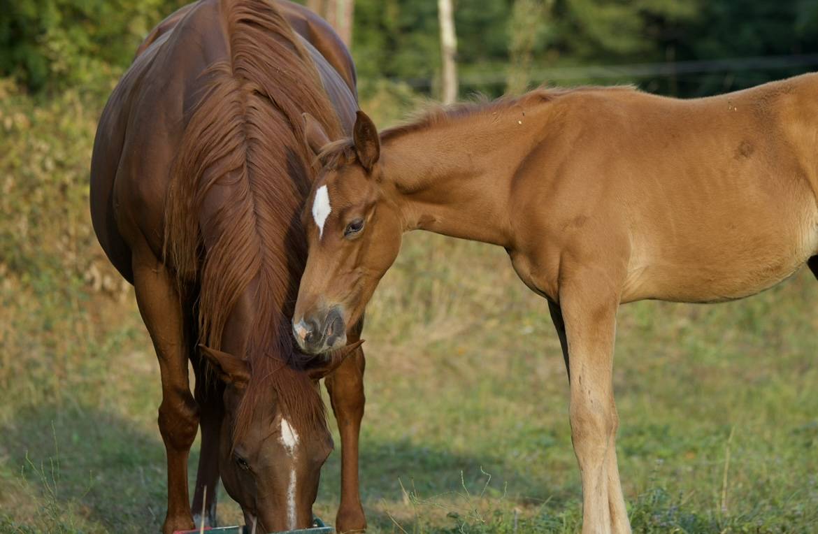 Jument et poulain 