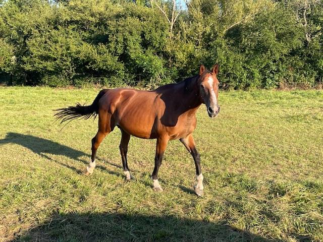 poulini&egrave;re SF n&eacute;e 2006 par  Kaschmir van&rsquo;t Schutteshof