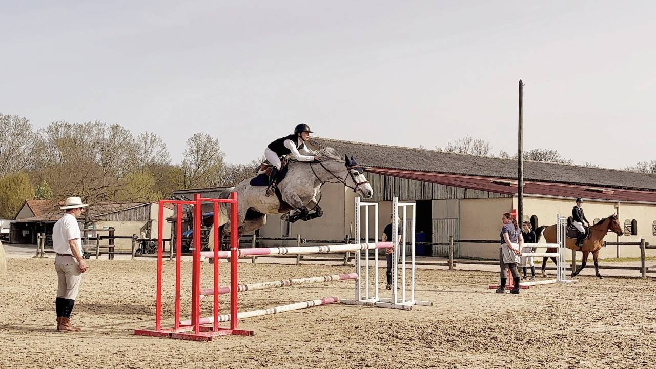 A vendre, top jument de concours 